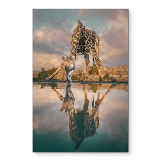 Muurschildering Spiegeling van een giraffe in het wild - Amtmann - Aluminium dibond 