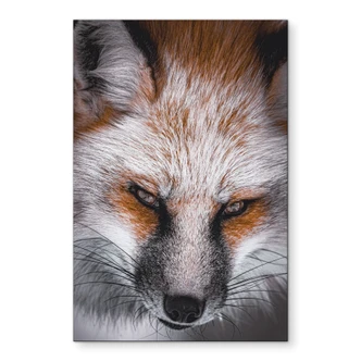 Tableaux Portrait d'animal Renard rouge - Alu-Dibond - Nagi 