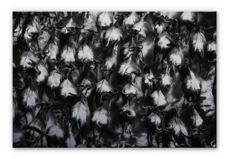 Aluminium Dibond Alnaser - Grote Vlucht 