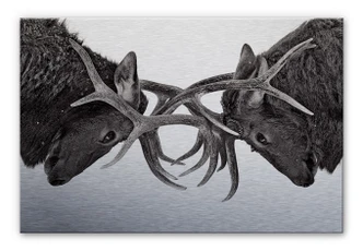 Aluminium Dibond Cumming - Gevecht 