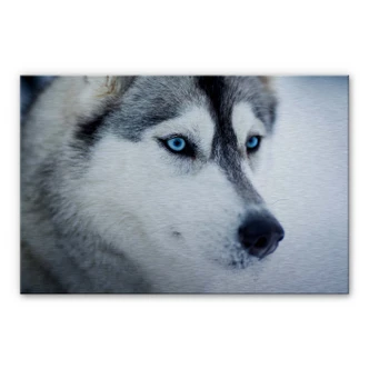 Aluminium Dibond IJsblauwe Ogen 