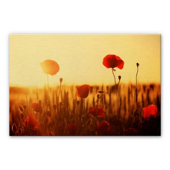 Alu-dibond gold - Poppy Flowers 