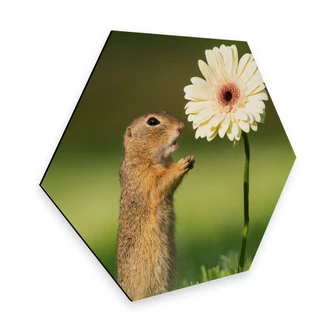 Hexagon - Alu-Dibond Dick van Duijn - Eekhoorn met Gerbera 