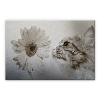 Aluminium Dibond Nieuwsgierig Katje 