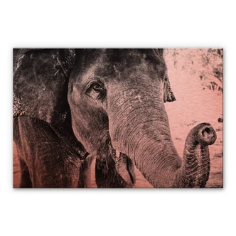 Aluminium Dibond Kopereffect - Olifant Aluminium Dibond Kopereffect - Olifant