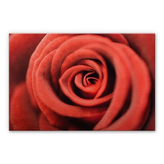 Red Rose – Alu-dibond Koper Red Rose – Alu-dibond Koper