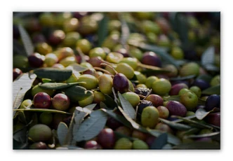 Alu-Dibond Bild Mediterrane Oliven 