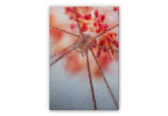 Aluminium Dibond met zilvereffect Narchuk - Onderwater Exotisch 