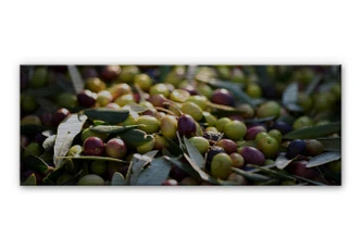 Alu-Dibond Bild Mediterrane Oliven - Panorama 
