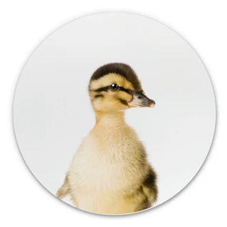 Wandcirkel Sisi & Seb - Kuikentje Wandcirkel Sisi & Seb - Kuikentje