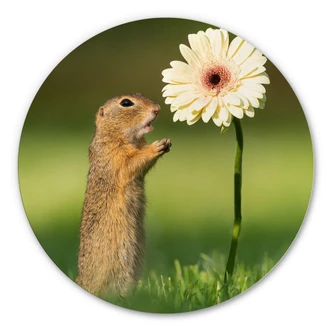 Alu-Dibond Dick van Duijn - Eeekhoorn met Gebera - rond 