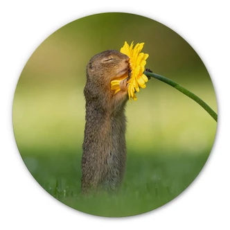 Alu-Dibond Dick van Duijn - Eekhoorn met Bloem 
