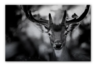 Aluminium Dibond Sandra - Jong Hert 