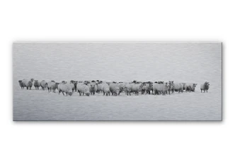 Alu Dibond-Silbereffekt Schafherde - Panorama 
