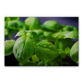 Aluminium Dibond Verse Basilicum 