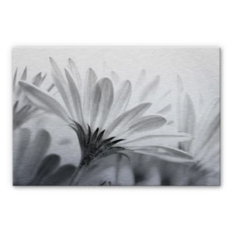 Stampa su Alu-Dibond - Margherita in dettaglio 