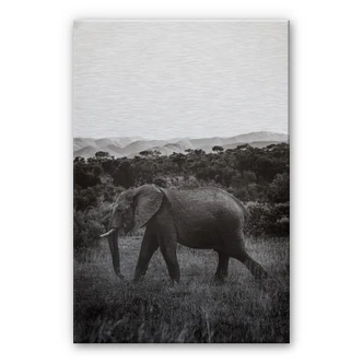Alu-Dibond zilver Olifant in Afrika 