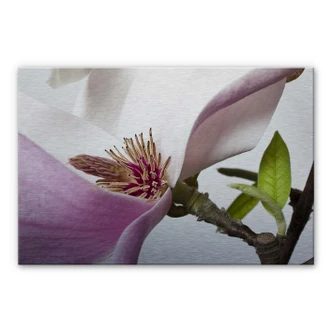 Aluminium Dibond Magnolia 