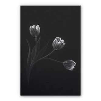 Alu-Dibond zilver effect - Pan - Tulpen Trio 