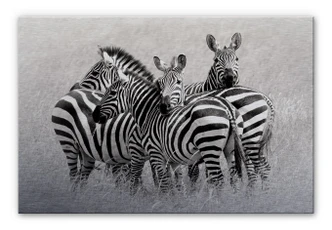 Aluminium Dibond Trubitsyn - Zebra's in de Savanne 