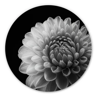 Wandcirkel Alu-Dibond Grønkjær - Dahlia 