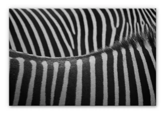 Aluminium Dibond Zebra 