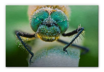 Aluminium Dibond Sabol - Morgendauw 