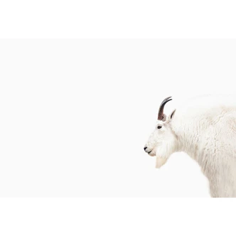 Livingwalls Fototapete ARTist Mountain Goat mit Schneeziege braun, weiß 