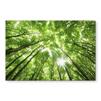 Wandbild Baumkronen im Wald - Alu-Dibond 