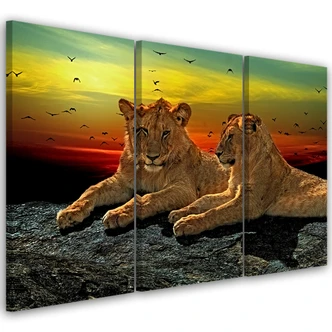 Leinwandbild 3-teilig, Löwen Wildnis Afrika Natur 