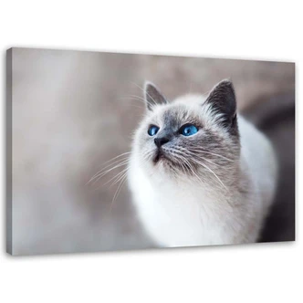 Canvasbillede, Sibiriske kattedyr 