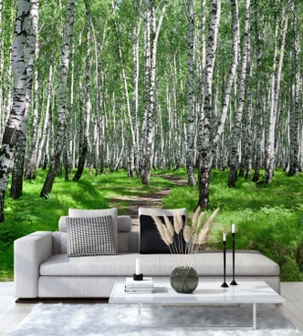 Fototapete, Birkenwald Baume Natur 