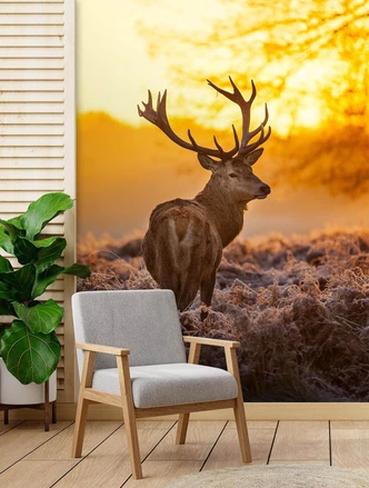 Fototapete, Hirsch bei Sonnenuntergang Fototapete, Hirsch bei Sonnenuntergang