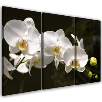 Leinwandbild 3-teilig, Weiße Orchideenblüte 