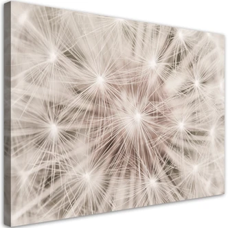 Leinwandbild, Pusteblume Natur Makro 