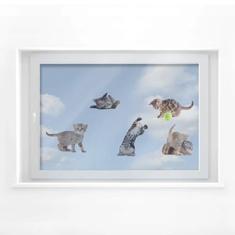 Window sticker real baby cats set 02 Window sticker real baby cats set 02