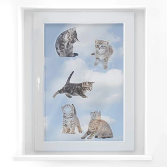 Fensterbild Real baby cats Set 03 Fensterbild Real baby cats Set 03