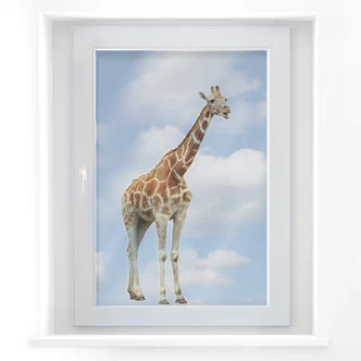 Fensterbild Real Giraffe 