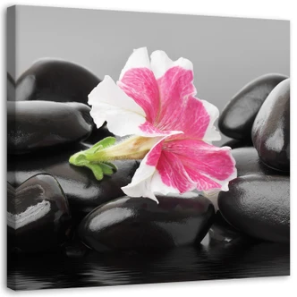 Leinwandbild, Rosa Blume auf Steinen 