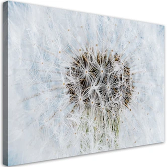 Leinwandbild, Weiße Pusteblume Pflanzen 