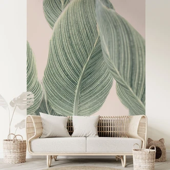 Fototapete Calathea Pflanze - Sisi & Seb 
