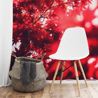 Fototapete Ahornbaum im Herbst 