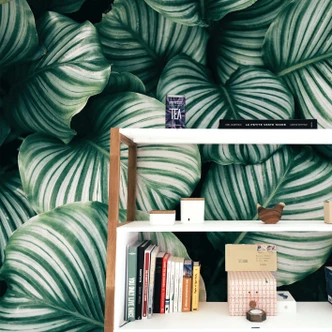 Fototapet Calathea Orbifolia - 144x260 cm Fototapet Calathea Orbifolia - 144x260 cm