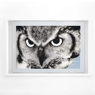 Window foil – Proud Owl 