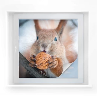 Raamfolie Eekhoorntje met noot 