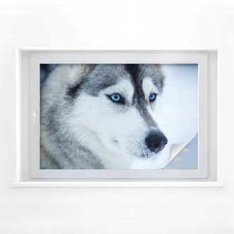 Sichtschutzfolie Eisblaue Augen Sichtschutzfolie Eisblaue Augen