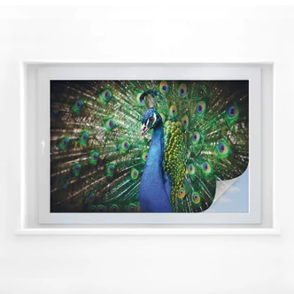 Sichtschutzfolie Beautiful Peacock Sichtschutzfolie Beautiful Peacock