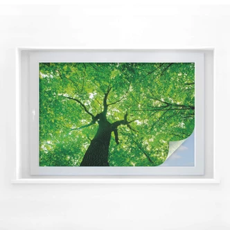 Pellicola adesiva per vetri - sotto gli alberi 