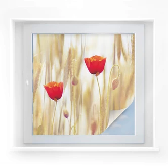 Sichtschutzfolie Poppies - quadratisch Sichtschutzfolie Poppies - quadratisch