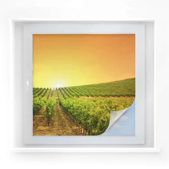 Window foil Vineyard sunset 